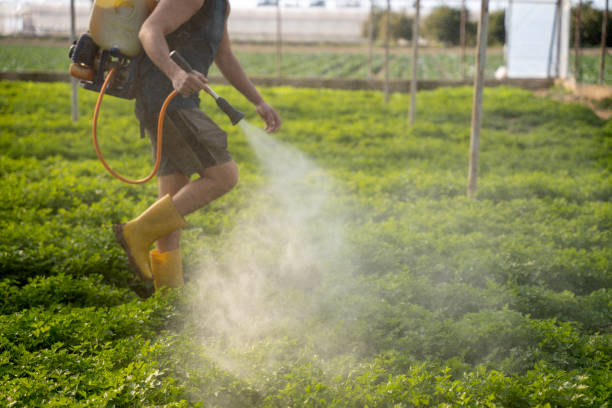 Best Wasp Removal Services  in Timmonsville, SC