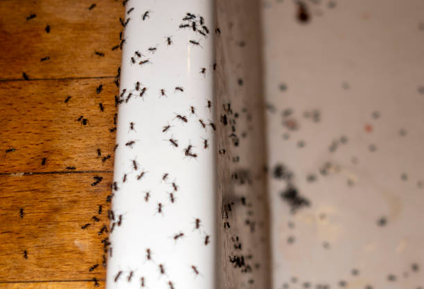 Best Commercial Pest Control Services  in Timmonsville, SC