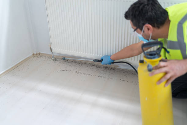 Best Wasp Removal Services  in Timmonsville, SC
