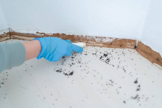 Best Wasp Removal Services  in Timmonsville, SC